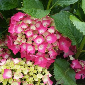 Hydrangea macrophylla Baron Rouge - Bauernhortensie