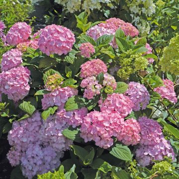 Hydrangea macrophylla So Long Rosy - Bauernhortensie