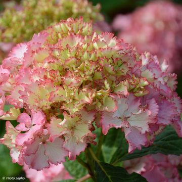 Hydrangea macrophylla So Long Sunny - Bauernhortensie