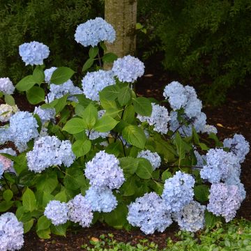 Hydrangea macrophylla So Long Ebony - Bauernhortensie