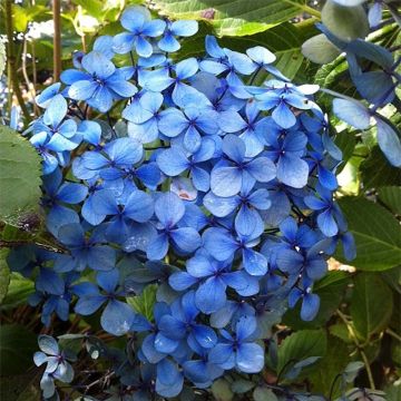 Hydrangea macrophylla Yamato - Bauernhortensie