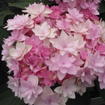 Hydrangea macrophylla You and Me Romance - Bauernhortensie