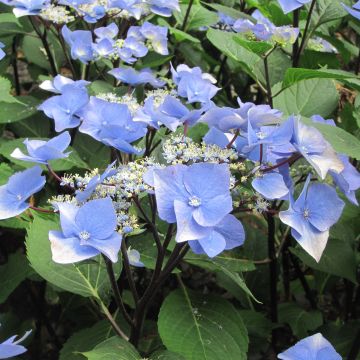 Hydrangea macrophylla Zorro Blue - Bauernhortensie