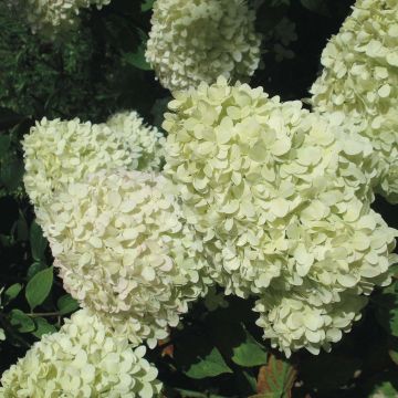 Rispenhortensie Limelight - Hydrangea paniculata