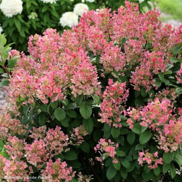 Rispenhortensie Little Quick Fire - Hydrangea paniculata