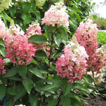 Rispenhortensie Magical Vesuvio - Hydrangea paniculata