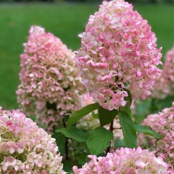 Rispenhortensie Pinkachu - Hydrangea paniculata