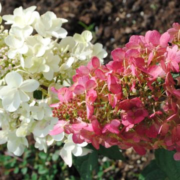 Rispenhortensie Pinky Winky - Hydrangea paniculata