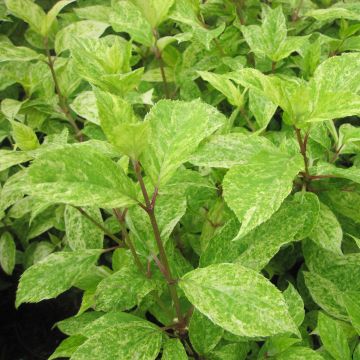 Rispenhortensie Shikoku Flash - Hydrangea paniculata