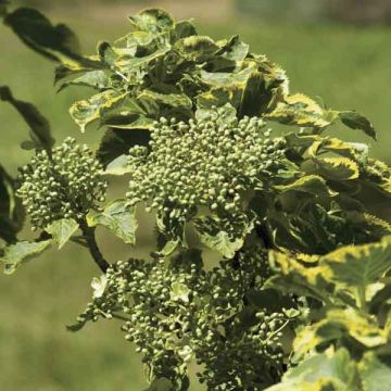 Hydrangea anomala petiolaris Miranda - Kletter-Hortensie