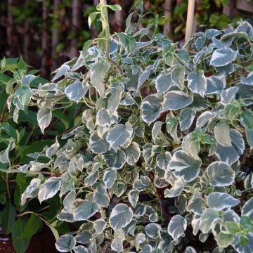 Hydrangea anomala petiolaris Silver Lining - Kletter-Hortensie