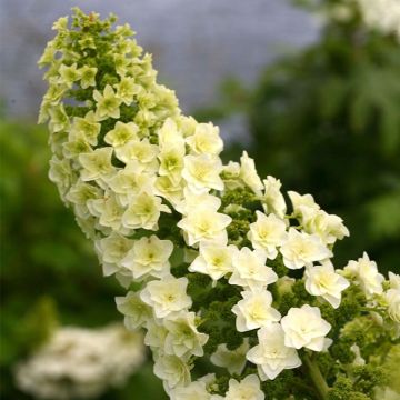 Eichenblatt-Hortensie - Hydrangea quercifolia Gatsby Star