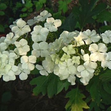 Eichenblatt-Hortensie Ice Crystal - Hydrangea quercifolia