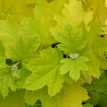 Eichenblatt-Hortensie Little Honey - Hydrangea quercifolia