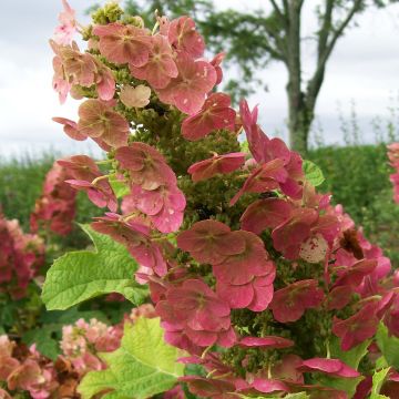 Eichenblatt-Hortensie Ruby Slippers - Hydrangea quercifolia