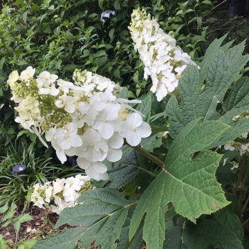 Hydrangea quercifolia Snow Queen - Hortensia à feuilles de chêne