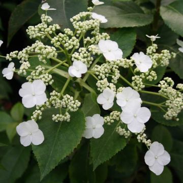 Hydrangea Semiola - Hortensie