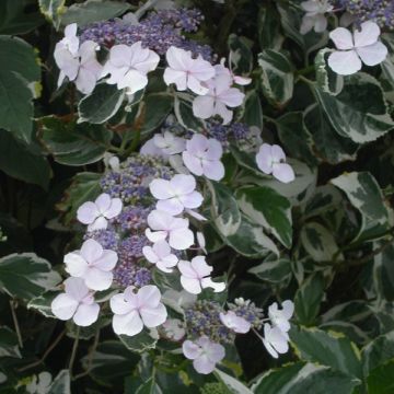 Hydrangea macrophylla Tricolor - Bauernhortensie