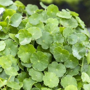 Hydrocotyle vulgaris - Wassernabel