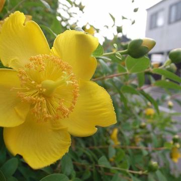 Hypericum calycinum - Kelchiges Johanniskraut