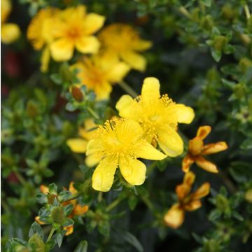 Hypericum kalmianum Gemo - Johanniskraut