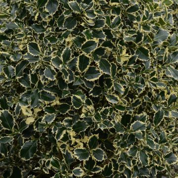 Weißbunte Stechpalme Argenteomarginata - Ilex aquifolium