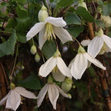 Clématite - Clematis cirrhosa Jingle Bells