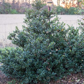 Stechpalme Blue Prince - Ilex meserveae