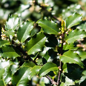 Stechpalme Heckenstar - Ilex meserveae