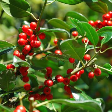 Ilex rotunda Red Dot - Stechpalme