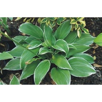 Hosta White On - Garten-Funkie