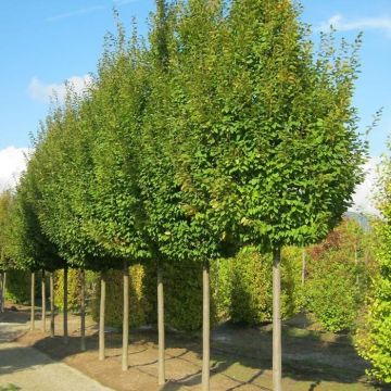 Hainbuche Frans Fontaine - Carpinus betulus