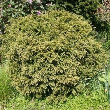 Taxus baccata formé en boule - Topiaire d'if