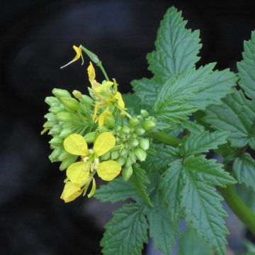 Weißer Senf Grüner Dünger - Sinapis alba