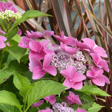 Hydrangea macrophylla Teller Pink - Bauernhortensie