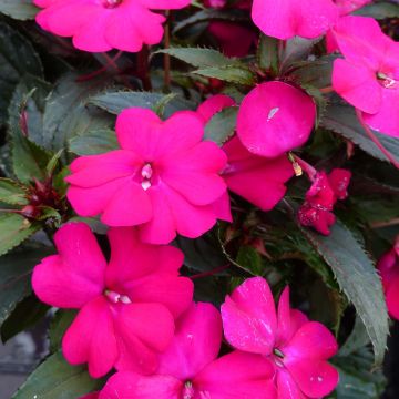 Sonnenlieschen SunPatiens Compact Purple - Impatiens