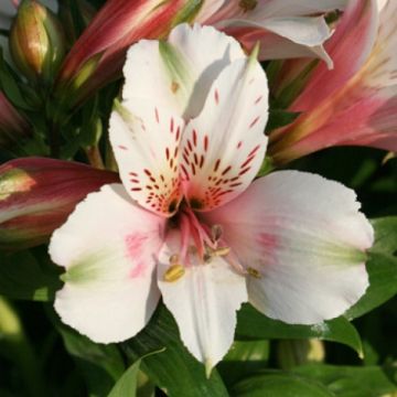 Alstroemère Inticancha White Pink Heart - Lis des Incas