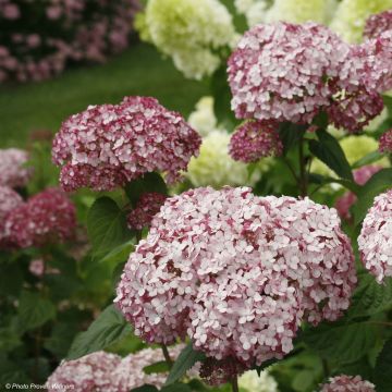 Ballhortensie Sweet Annabelle - Hydrangea arborescens