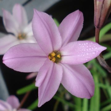 Ipheion uniflorum Charlotte Bishop - Frühlingsstern