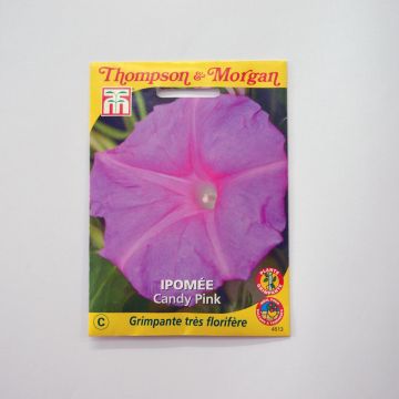 Ipomoea purpurea Candy Pink (Samen) - Prunkwinde