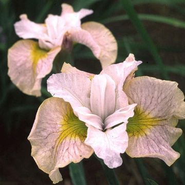 Iris sibirica Lemon Veil - Sibirische Schwertlilie