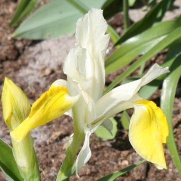 Iris bucharica - Buchara-Schwertlilie