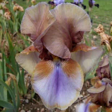 Iris germanica Burnt Toffee