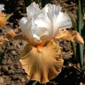 Iris Chateau d Auvers Sur Oise - Schwertlilie