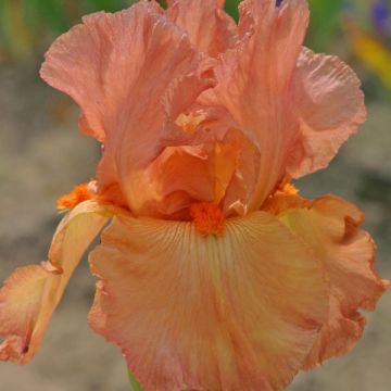 Iris Copper Classic - Schwertlilie