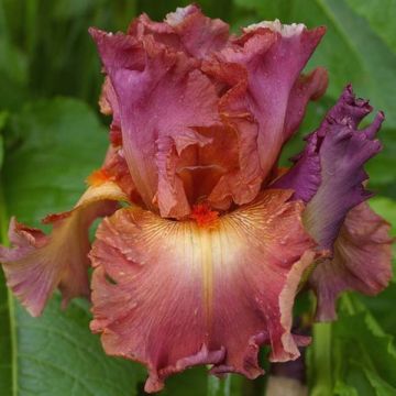 Iris Dame de Coeur - Schwertlilie