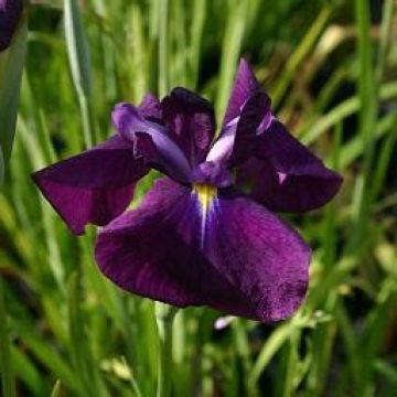 Iris ensata Carnival Prince - Japanische Schwertlilie