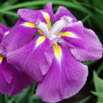 Iris ensata Sensation - Japanische Schwertlilie