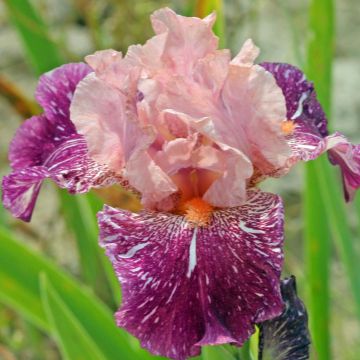 Iris Anaconda Love - Schwertlilie