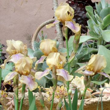 Iris Evolution - Schwertlilie